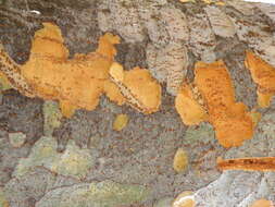 Image of Japanese Zelkova