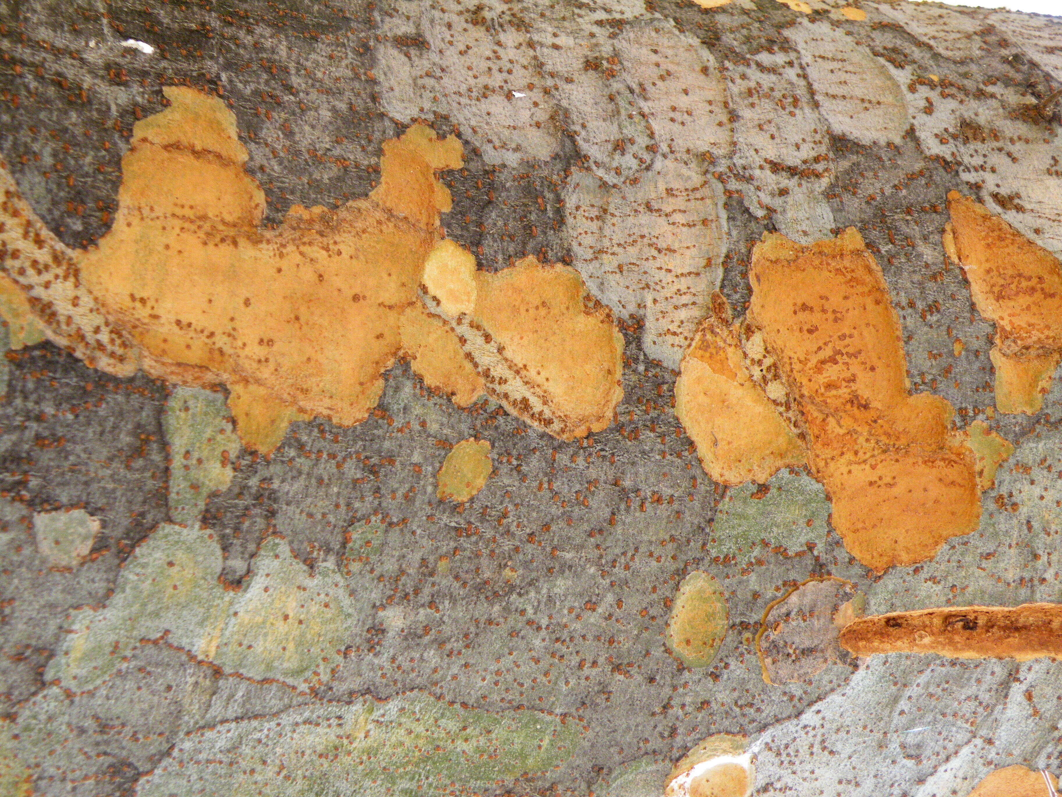 Image of Japanese Zelkova