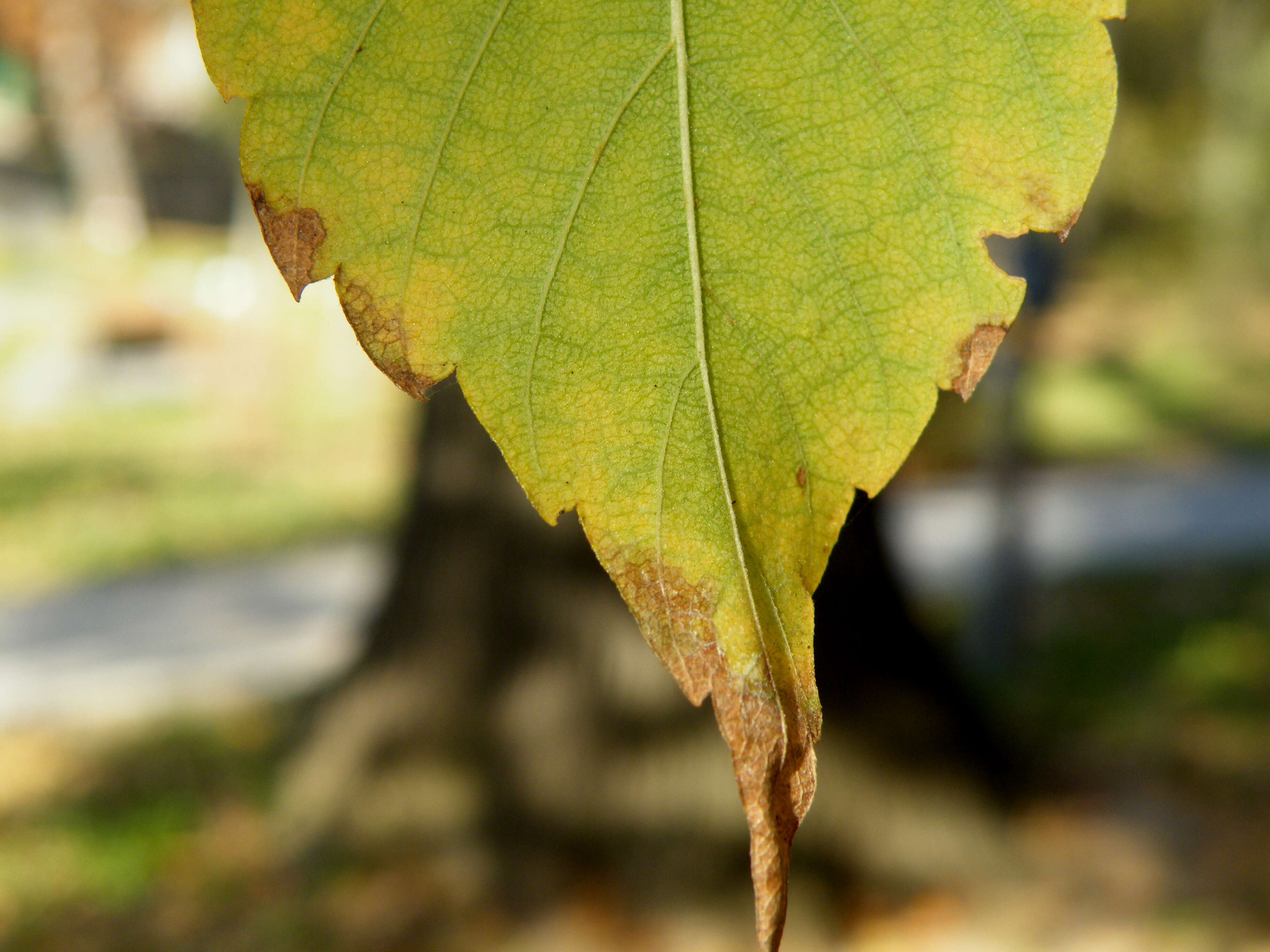 Image of Japanese Zelkova