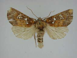 Image of Mayapple borer moth