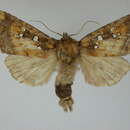 Image of Mayapple borer moth