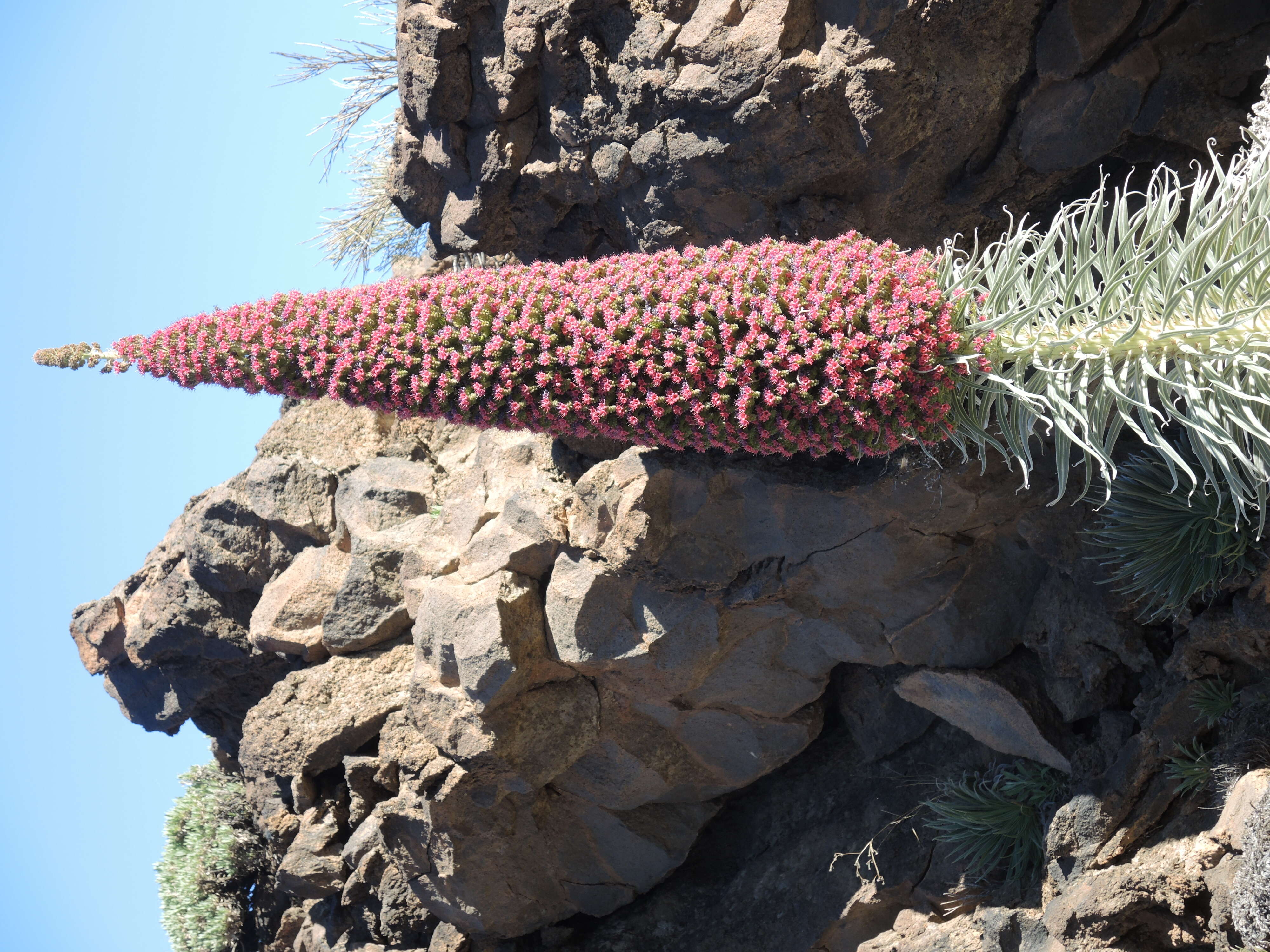 Image of Echium wildpretii H. H. W. Pearson ex Hook. fil.