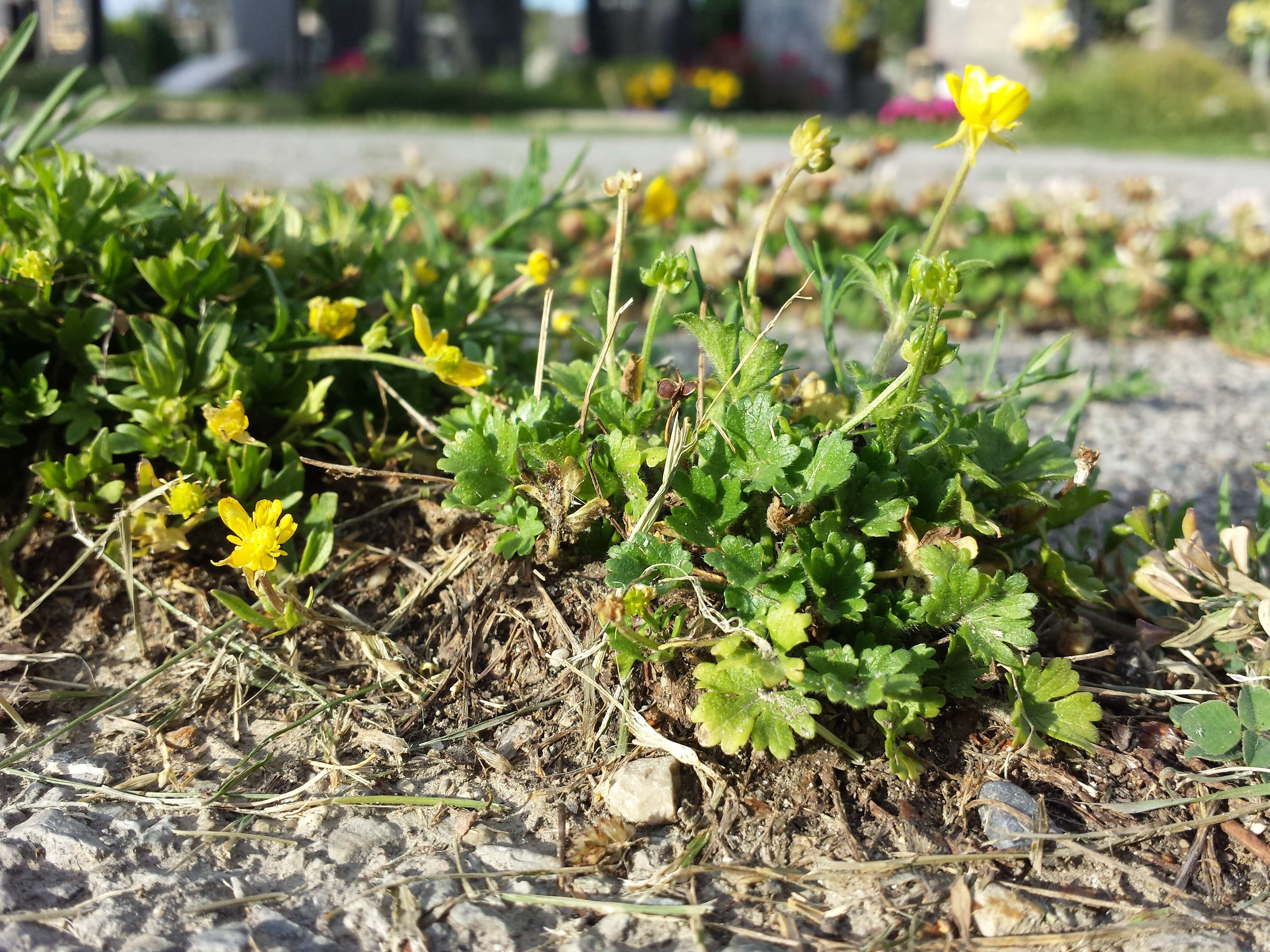 Image of hairy buttercup