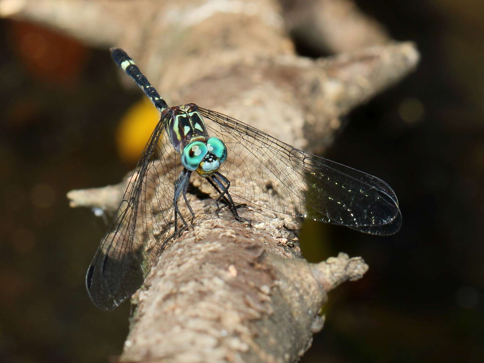 Image of Eastern Elf