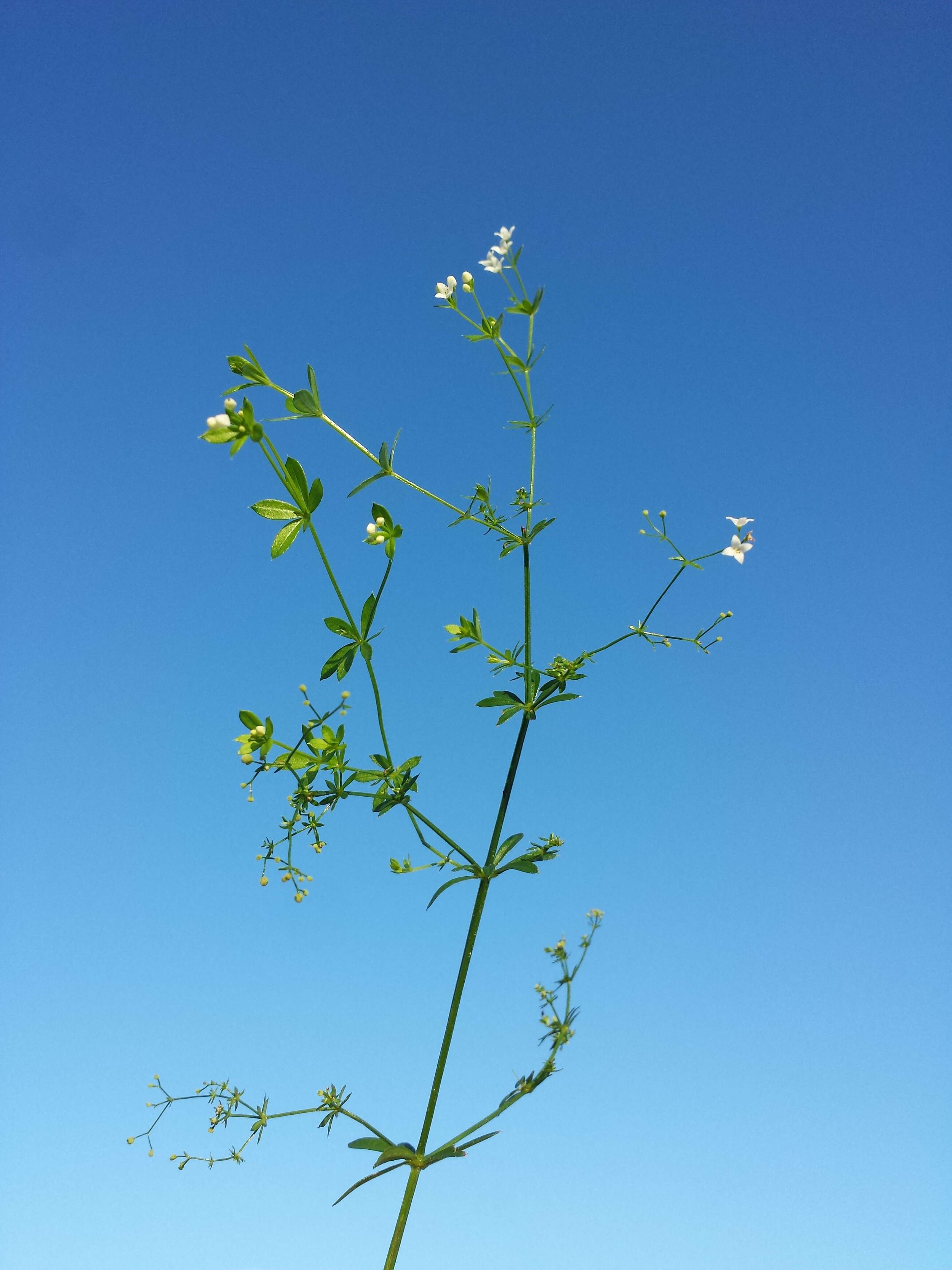 Image of Fen Bedstraw