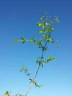 Image of Fen Bedstraw