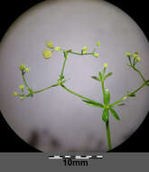 Image of Fen Bedstraw