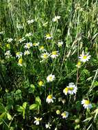 Anthemis arvensis L. resmi