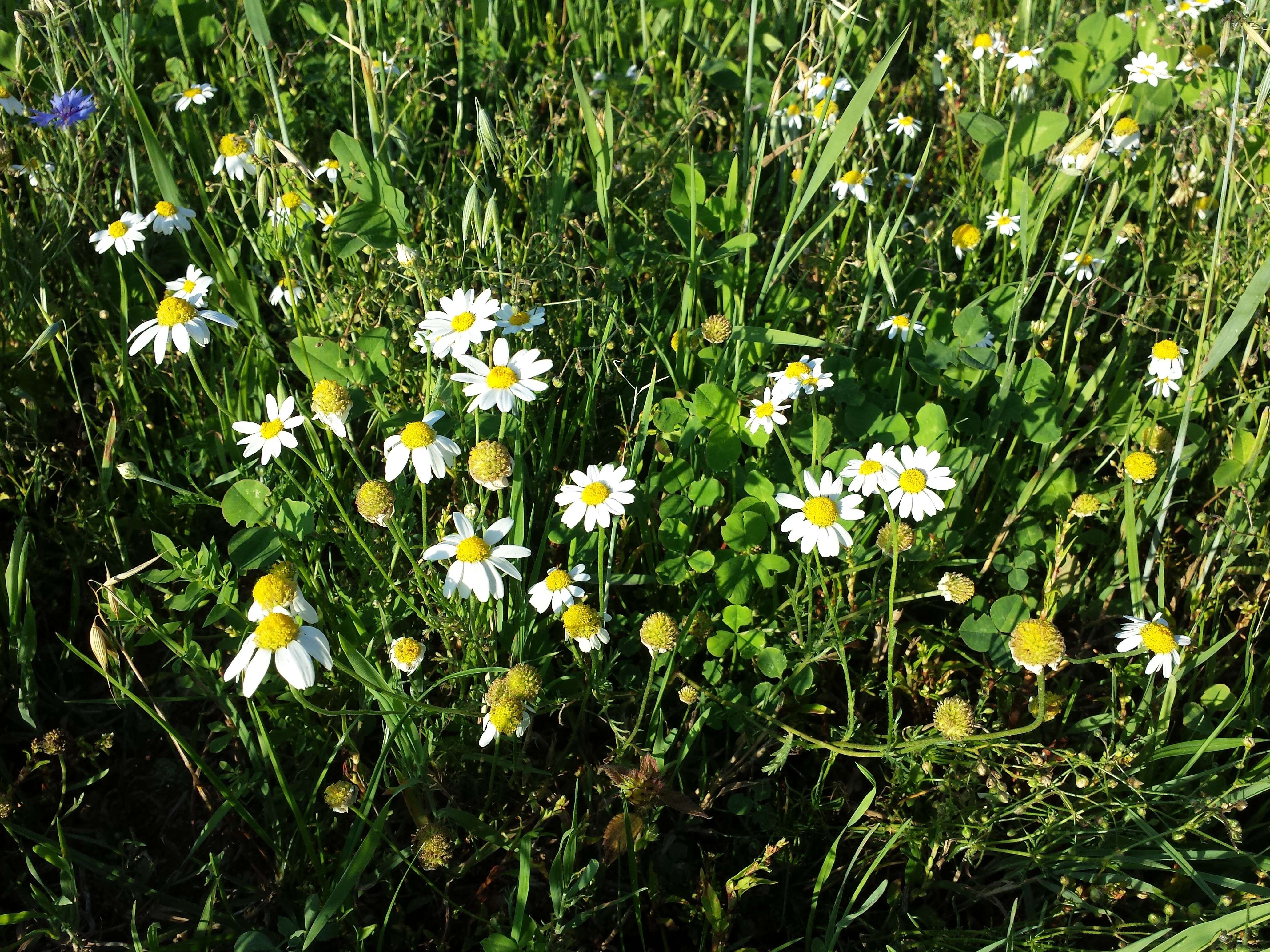 Anthemis arvensis L. resmi