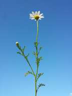 Image of corn chamomile