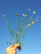 Image of corn chamomile