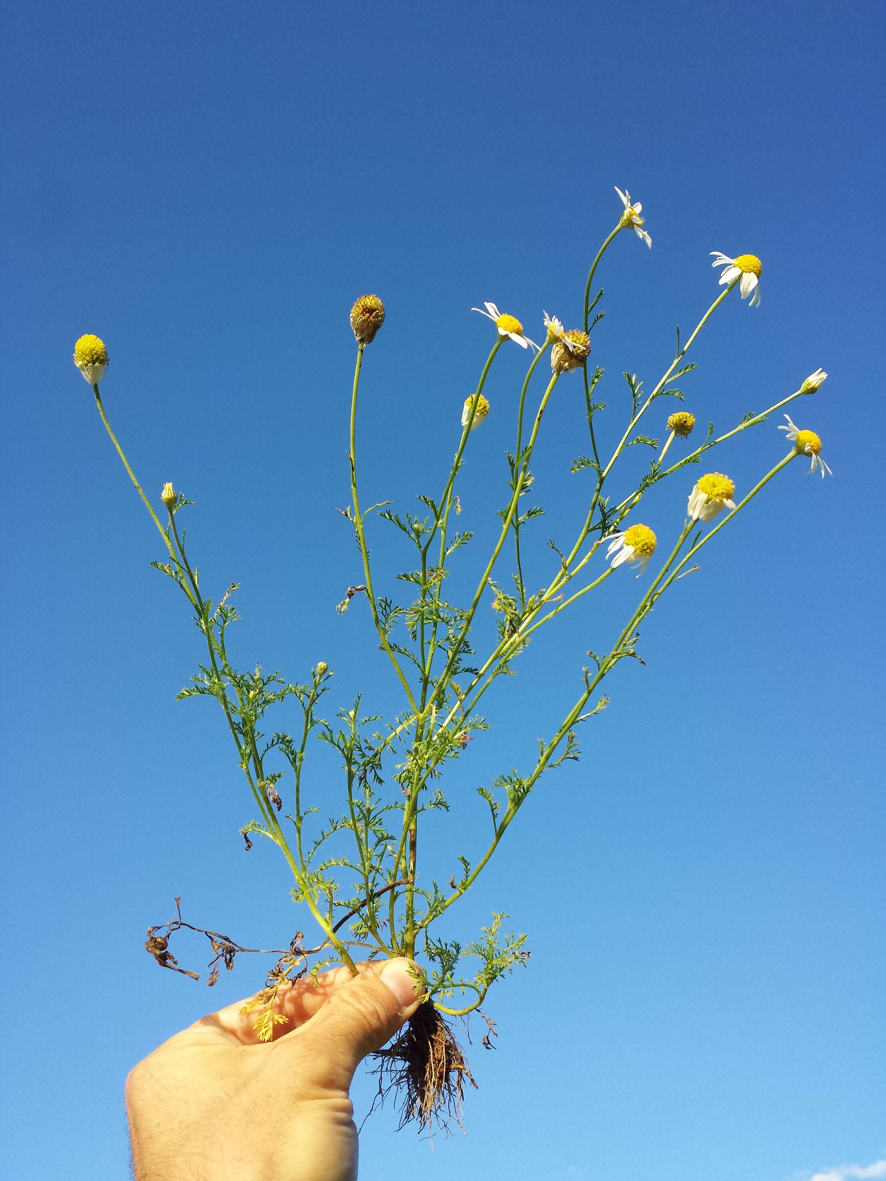 Image of corn chamomile