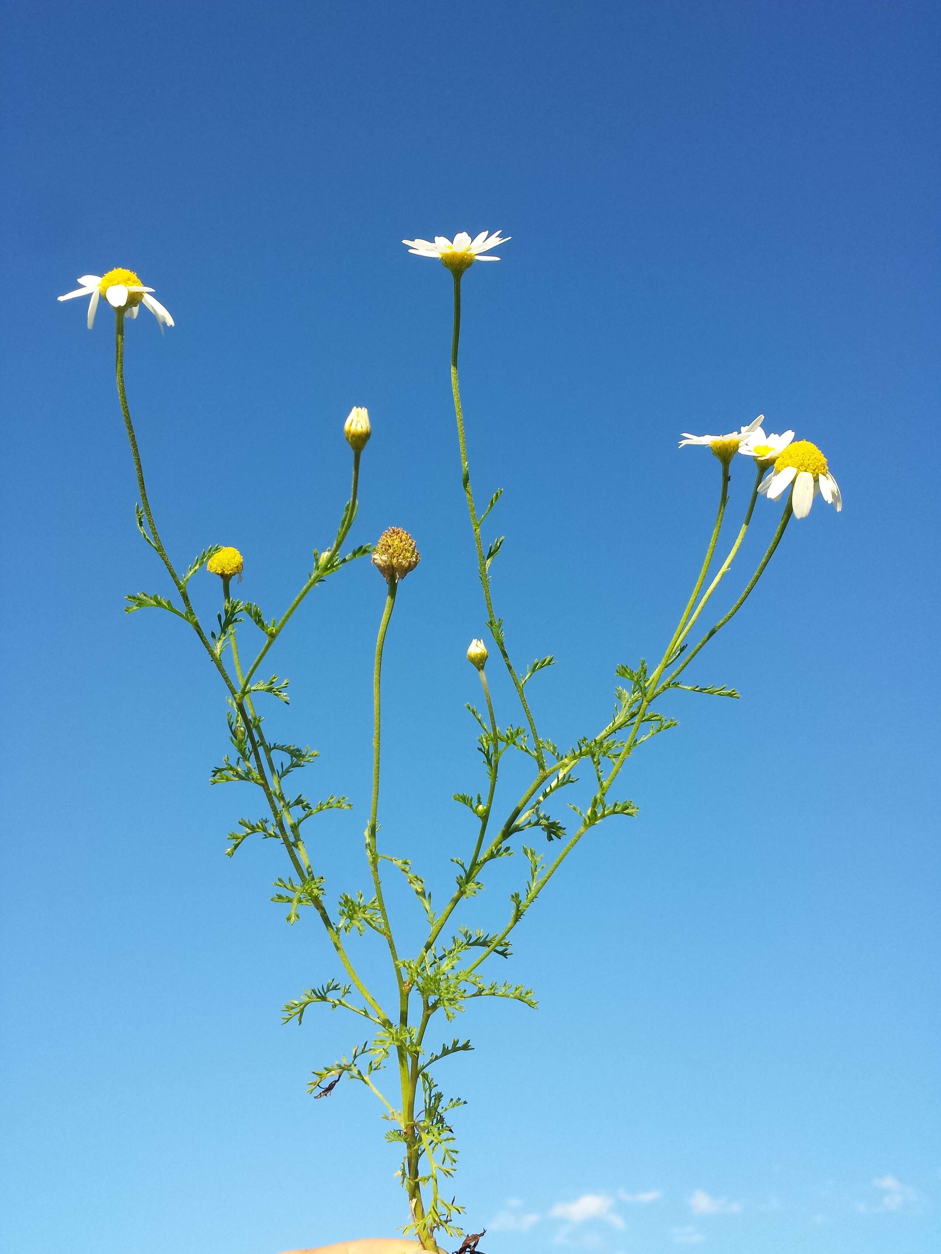 Image of corn chamomile