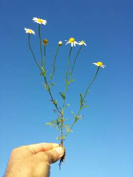 Anthemis arvensis L. resmi