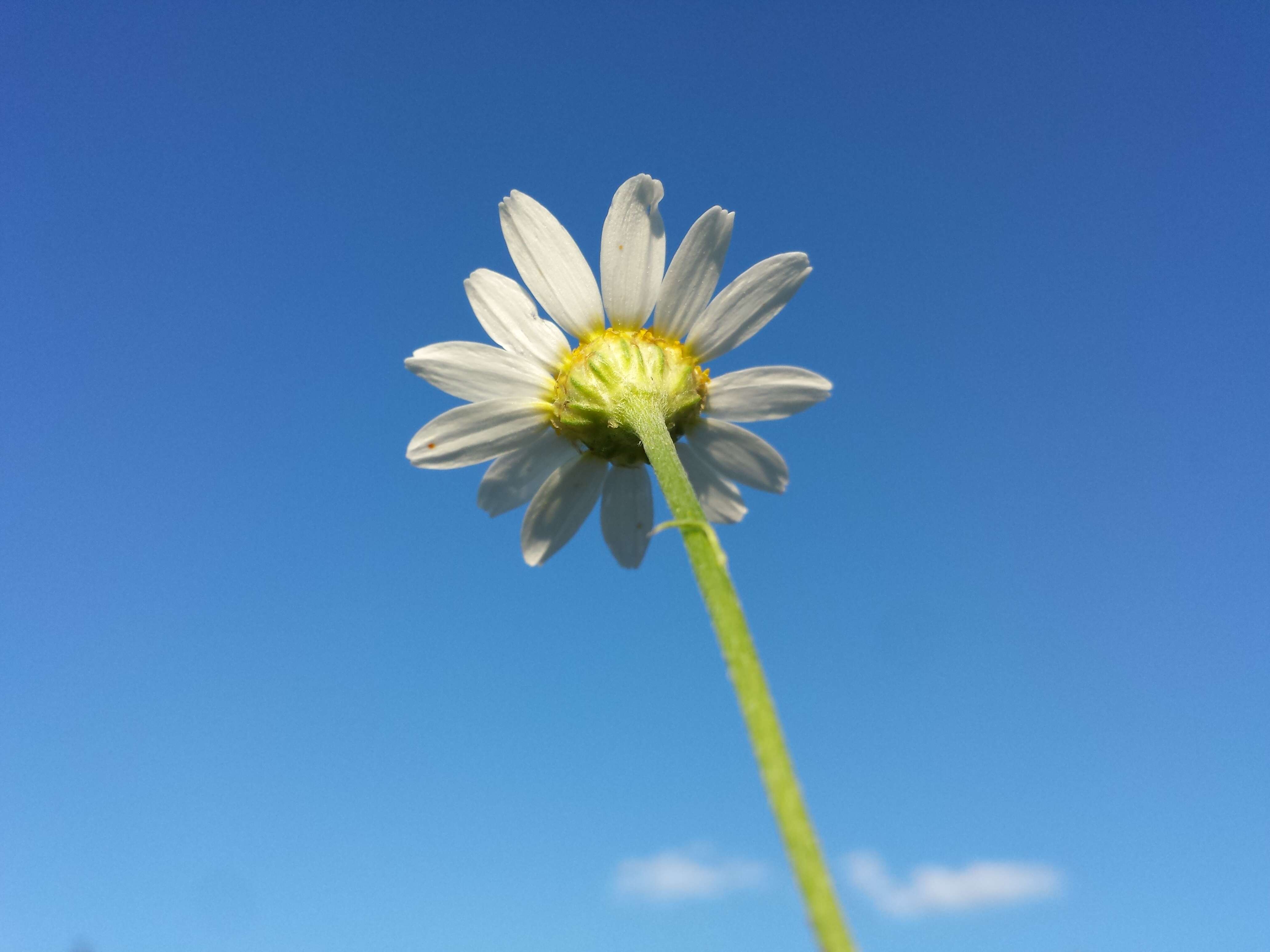 Anthemis arvensis L. resmi