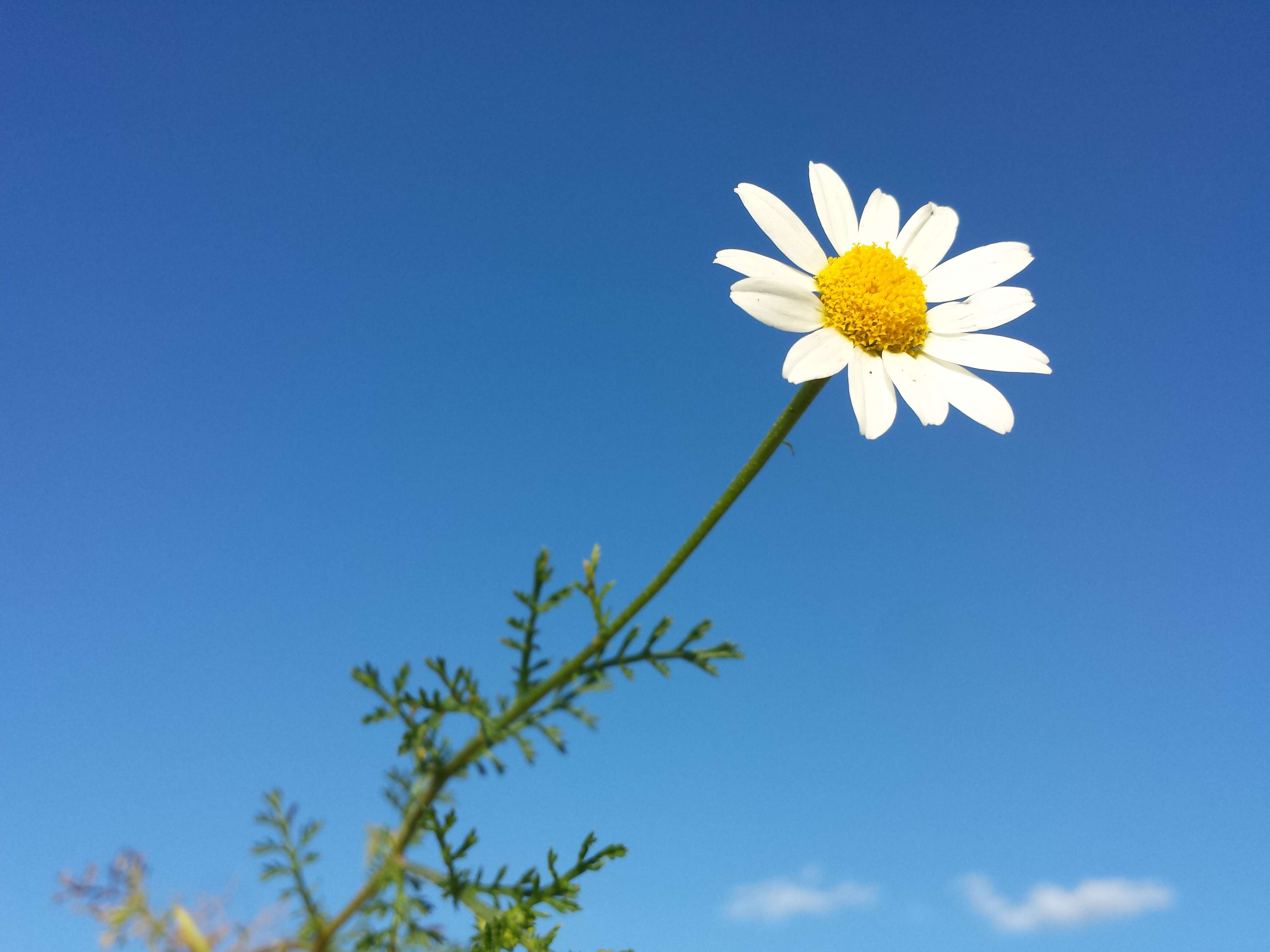 Anthemis arvensis L. resmi