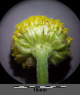 Image of corn chamomile