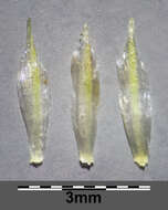 Image of corn chamomile