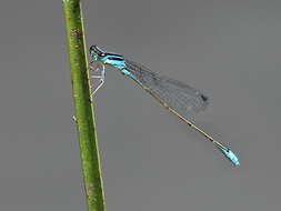 Aciagrion fragilis resmi