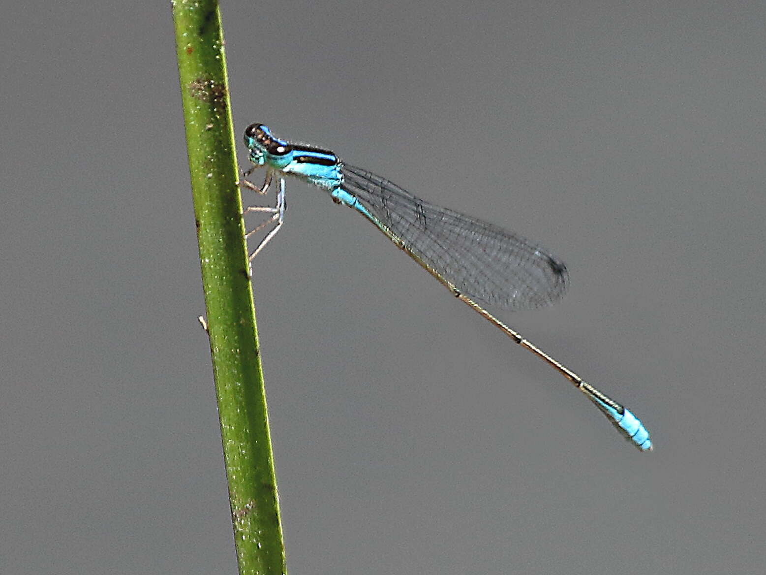 Aciagrion fragilis resmi