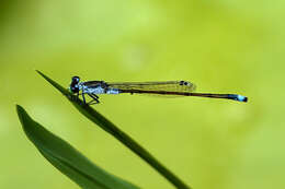 Ischnura pruinescens (Tillyard 1906) resmi