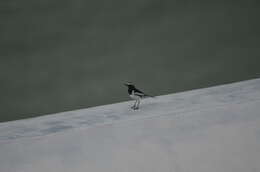 Image of White-browed Wagtail