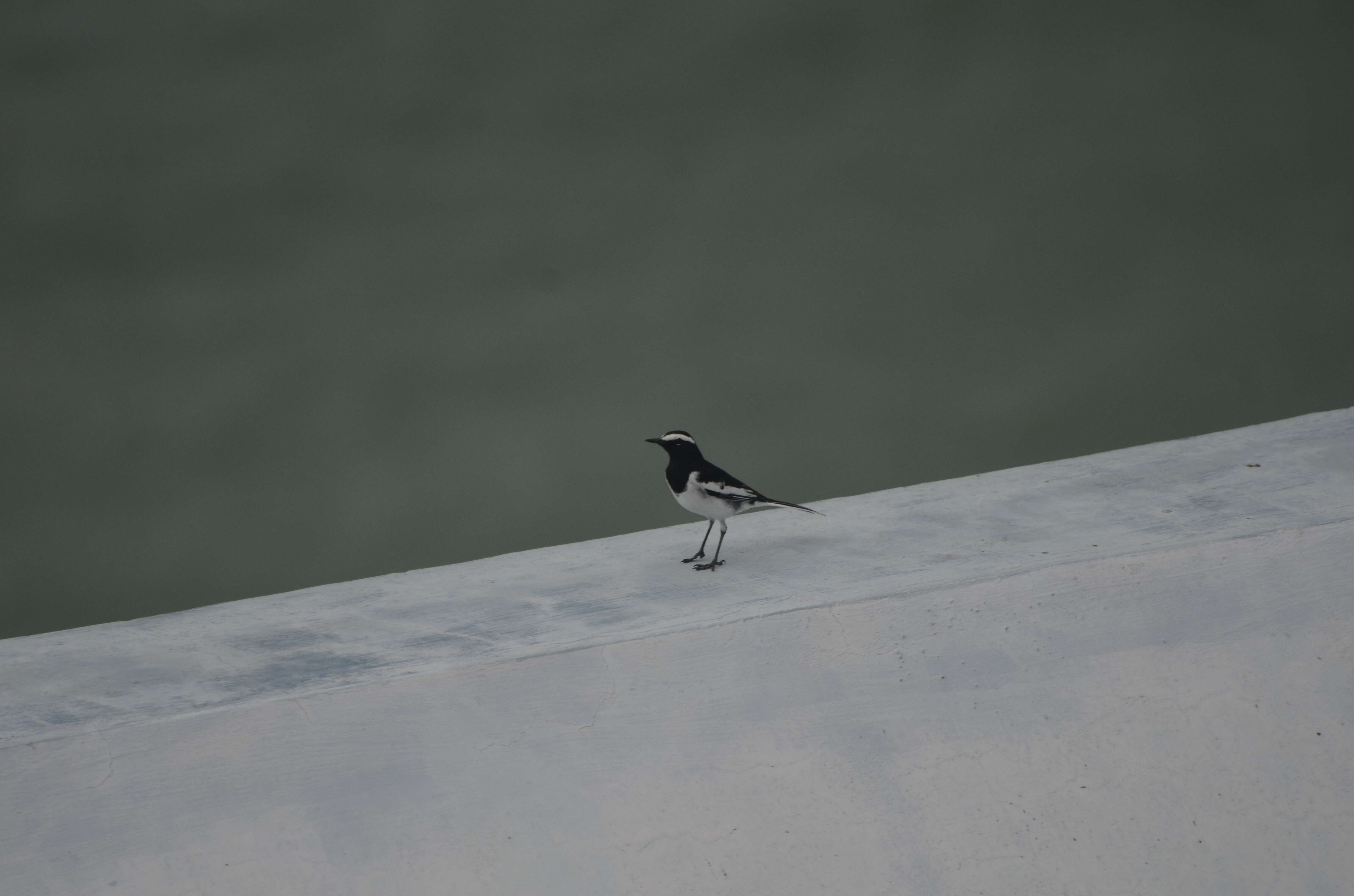 Image of White-browed Wagtail