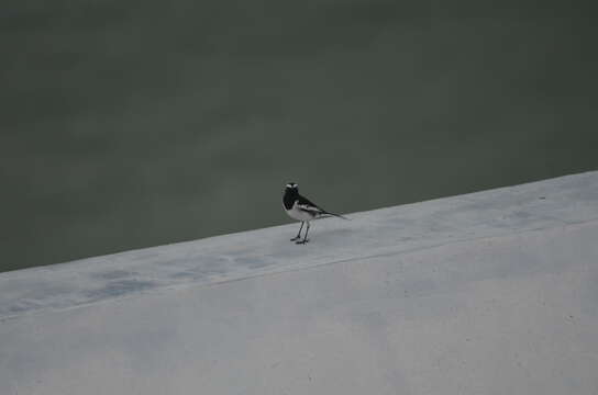 Image of White-browed Wagtail