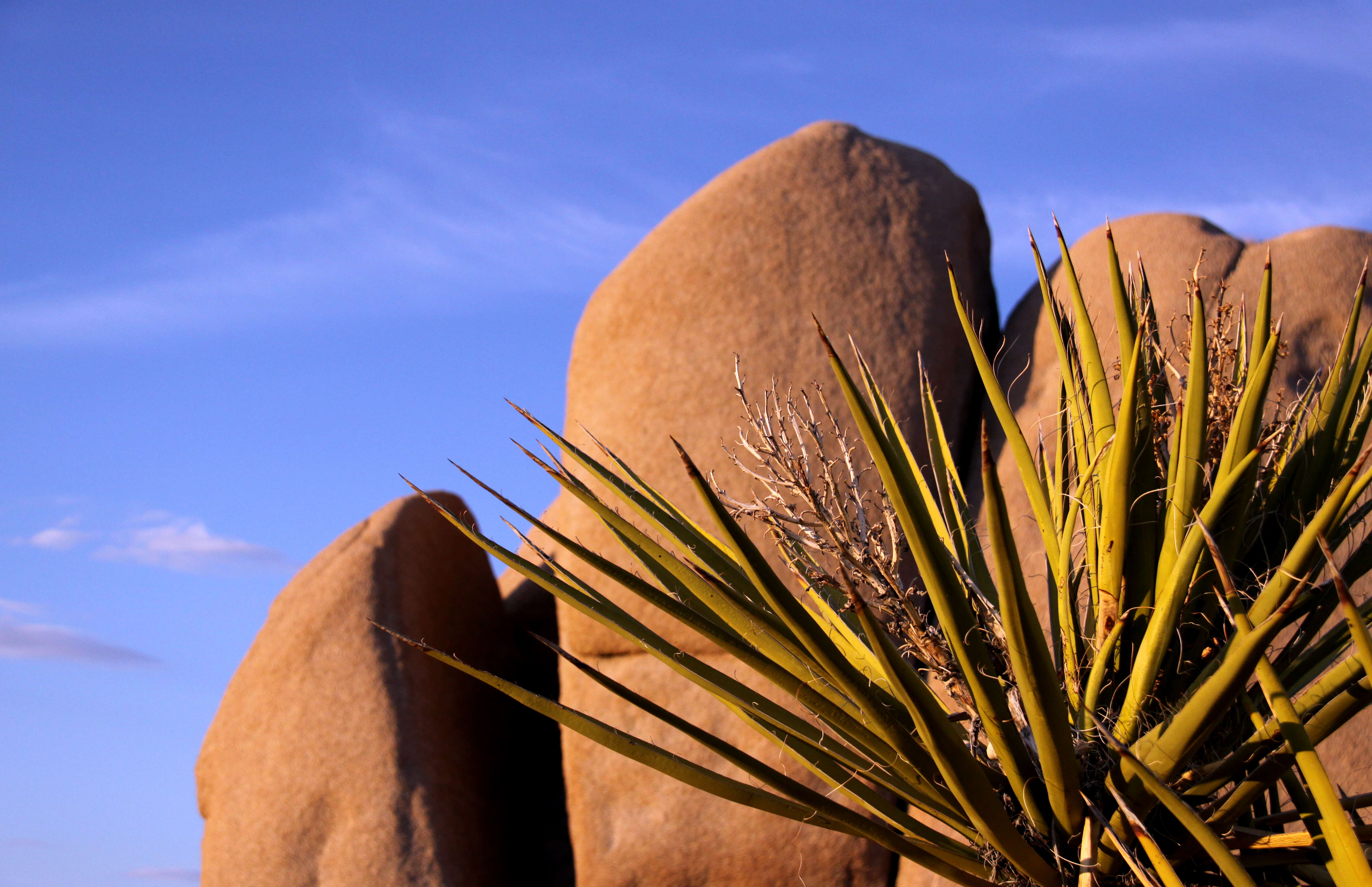 Image of Mojave yucca