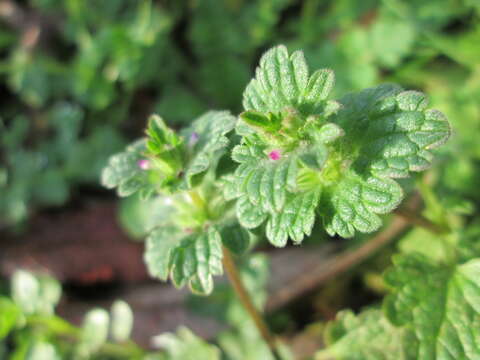 Image of common henbit