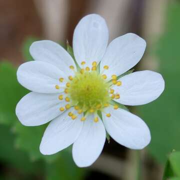 Image of Fragaria iinumae Makino