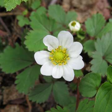 Image of Fragaria iinumae Makino