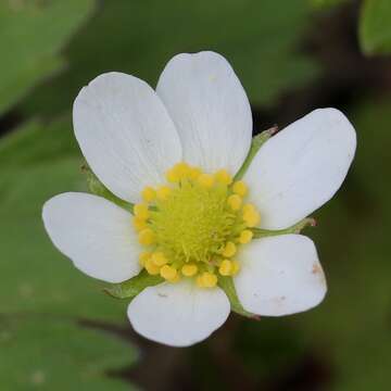 Image of Fragaria iinumae Makino