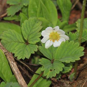 Image of Fragaria iinumae Makino