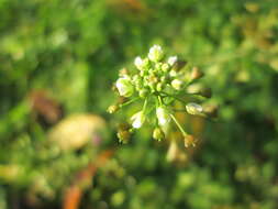 Image of shepherd's purse