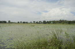 Image of waterlily