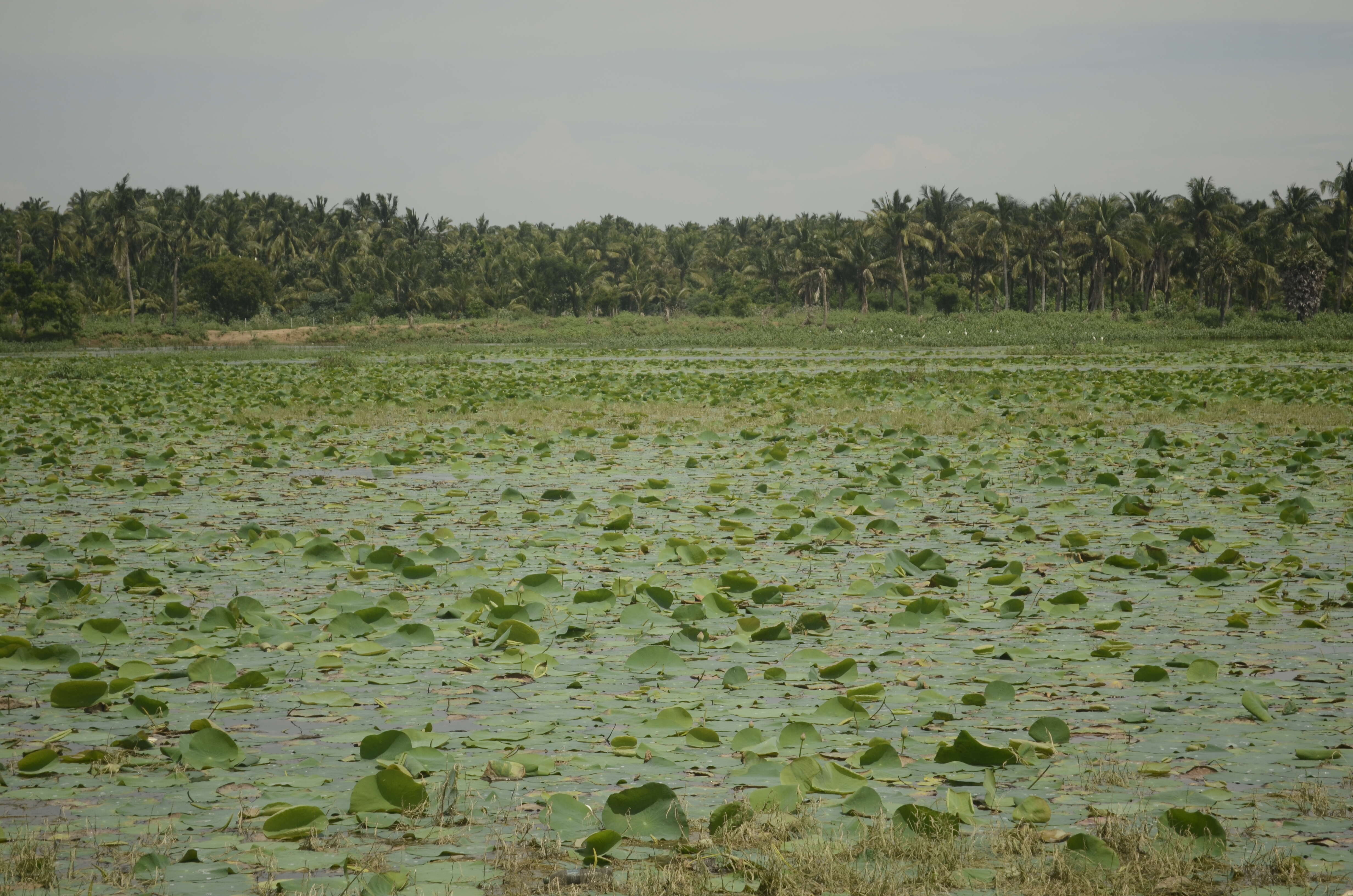 Image of sacred lotus