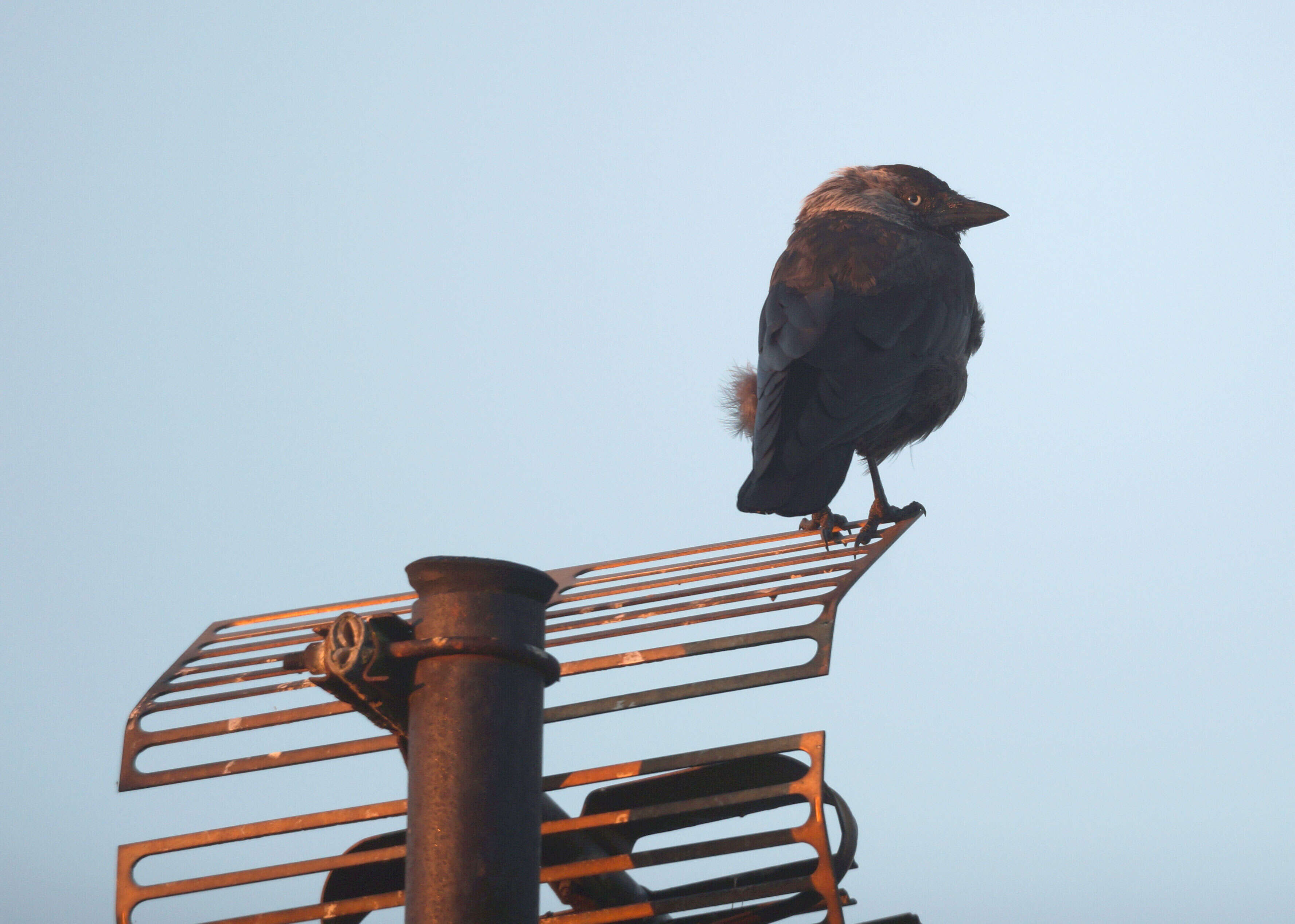 Image of Eurasian Jackdaw