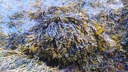 Image of Bladder Wrack