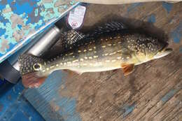 Image of Speckled peacock bass