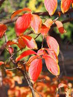 Imagem de Stewartia pseudocamellia Maxim.