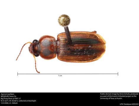 Image of Agonum (Olisares) pallipes (Fabricius 1787)