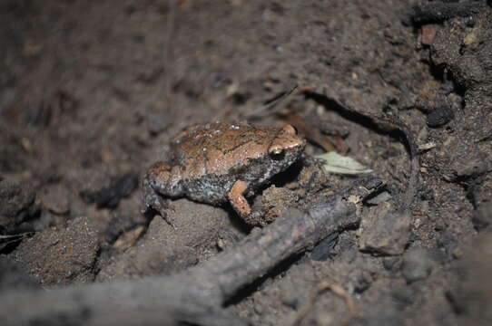 Image of Two-spaded Narrowmouth Toad