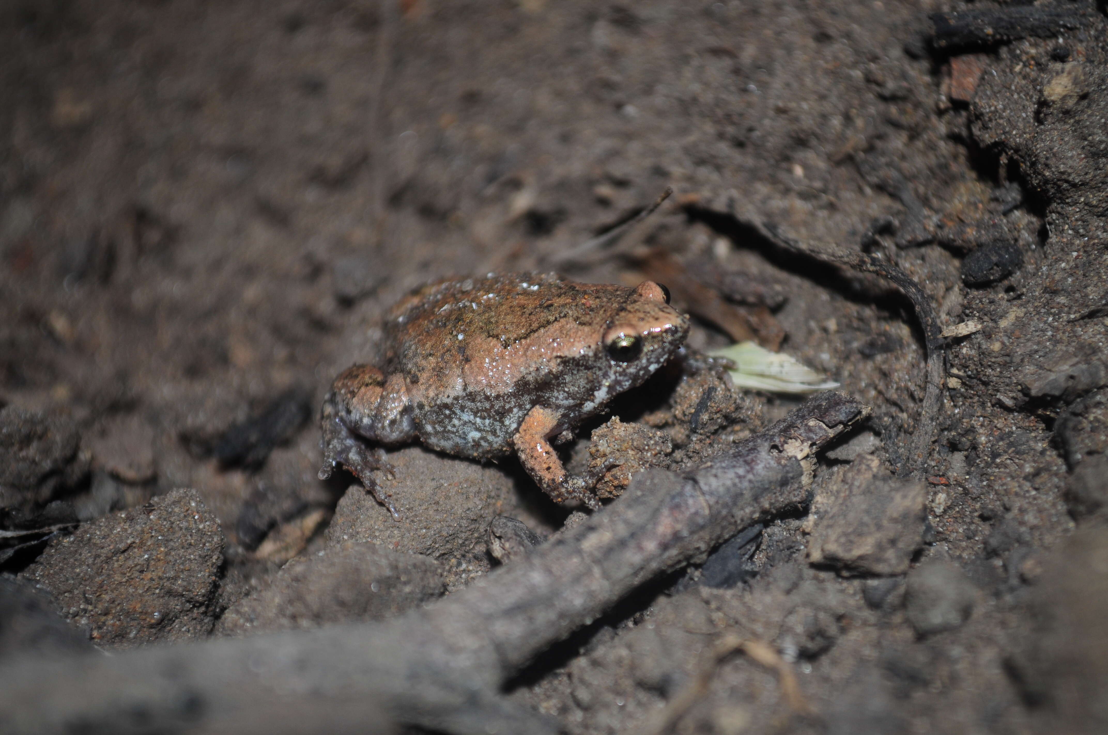 Image of Two-spaded Narrowmouth Toad