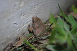 Image of Two-spaded Narrowmouth Toad