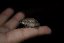 Image of Two-spaded Narrowmouth Toad