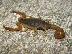 Image of Centruroides ochraceus (Pocock 1898)