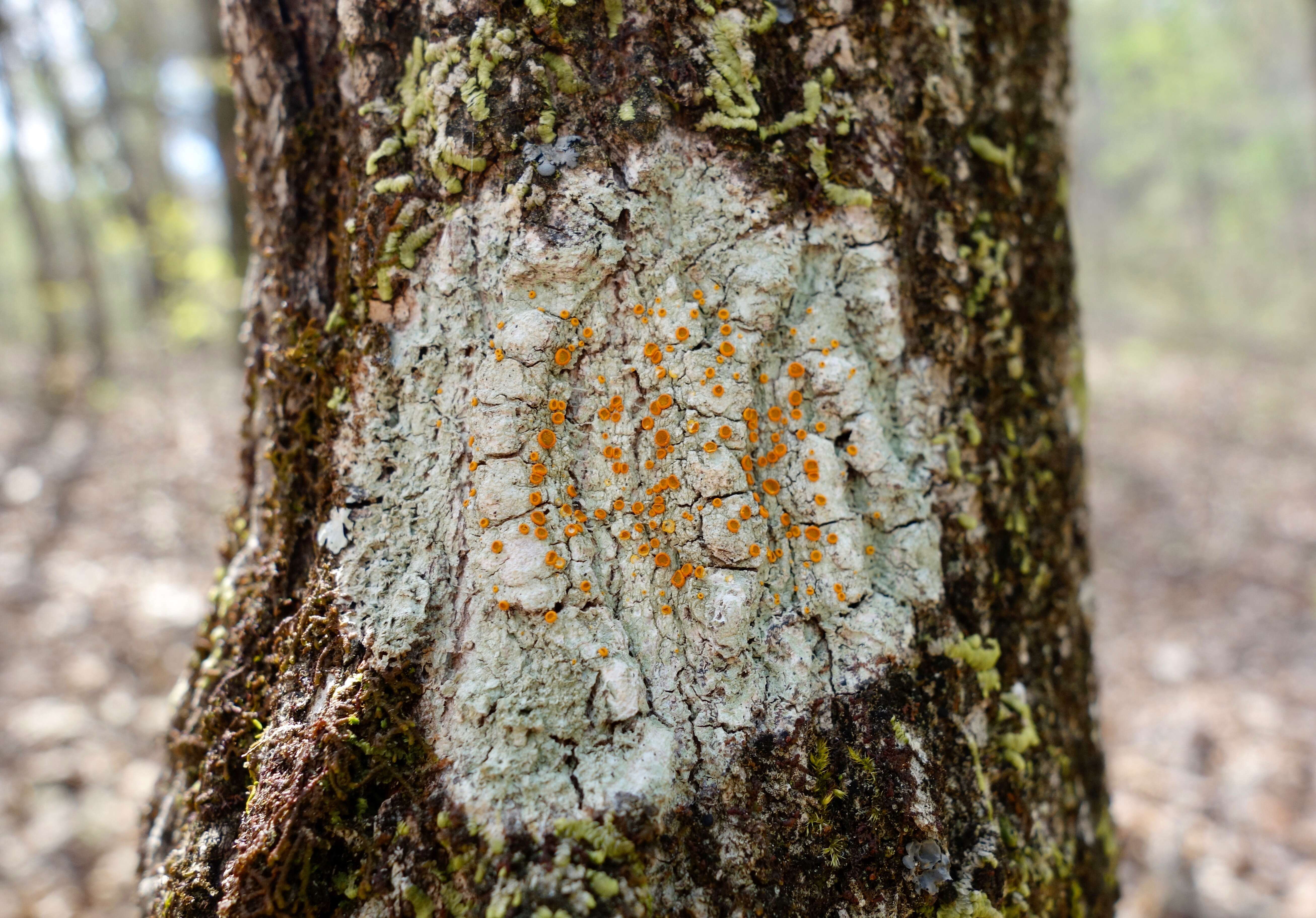 Image of brigantiaea lichen