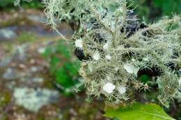 Usnea strigosa (Ach.) Eaton的圖片