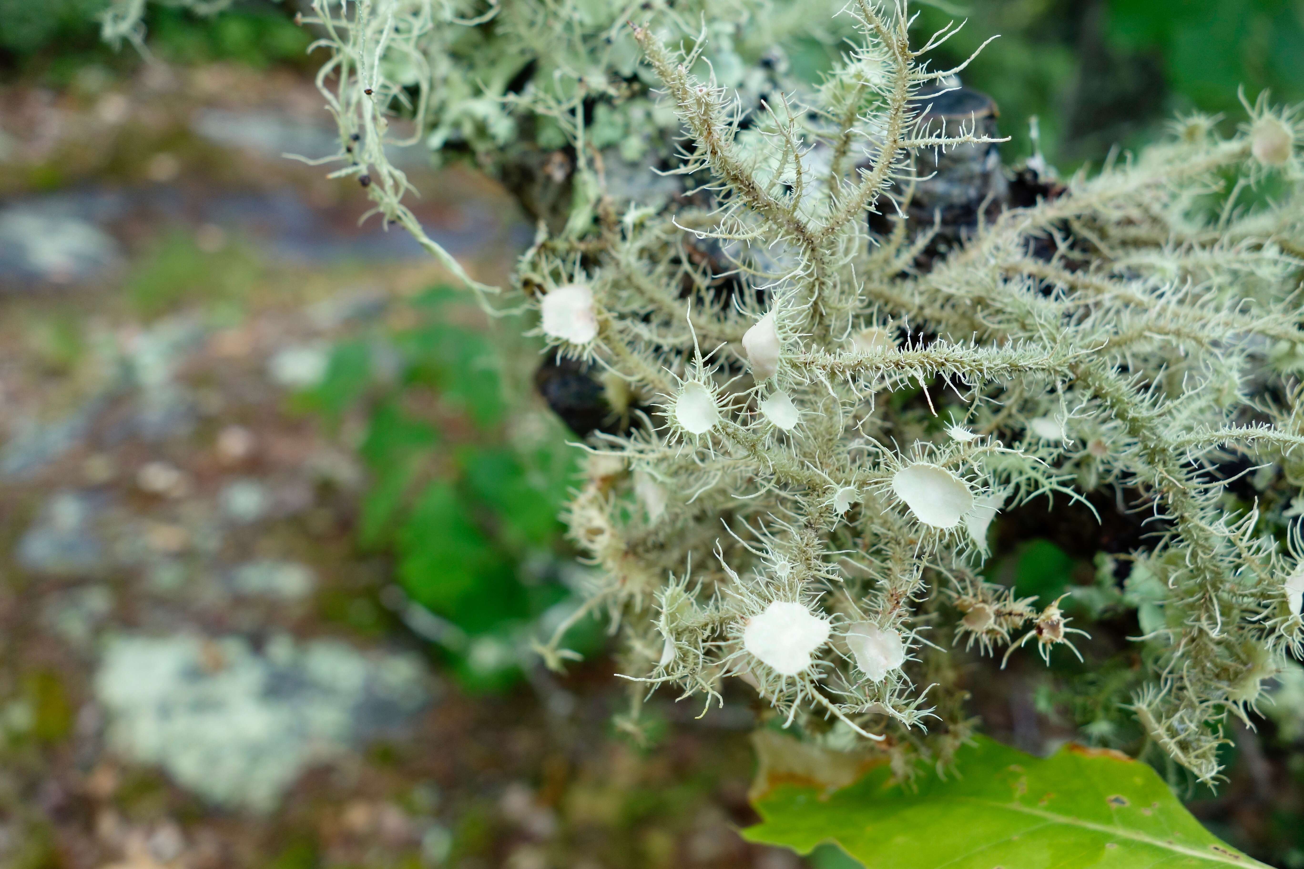 Usnea strigosa (Ach.) Eaton的圖片